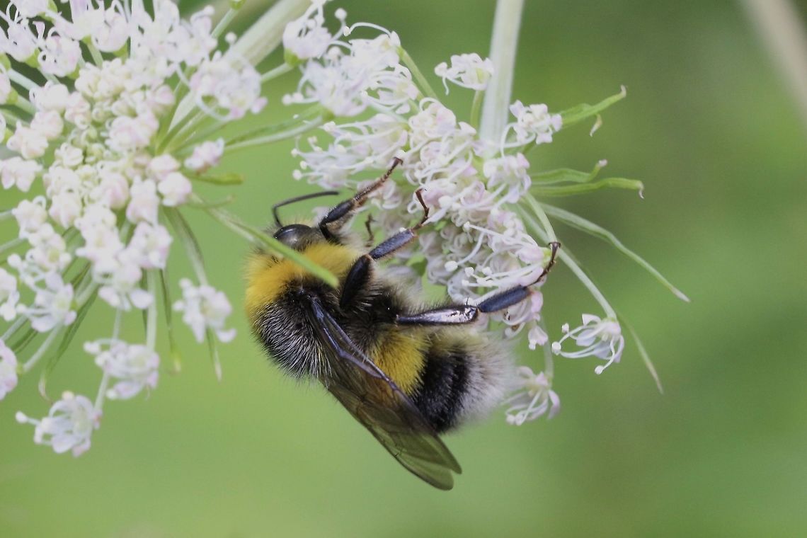 Bombus Terrestris also known as a bumblebee There are several species who look very similar, Bombus terrestris,Buff-tailed bumblebee,Eamw bees,Geotagged,Germany,Summer