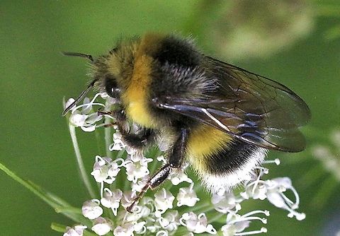 Bombus terrestris ( bumblebee ) Common bumblebee in in Germany  Bombus terrestris,Buff-tailed bumblebee,Eamw bees,Geotagged,Germany,Summer