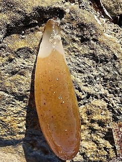 Unidentified  marine invertebrate washed up on beach Possibly - paracaudina australis  Australia,Geotagged,Paracaudina australis,eamw marine invertebrates