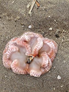 Unidentified marine invertebrate Washed up on local beach Australia,Geotagged,eamw marine invertebrates