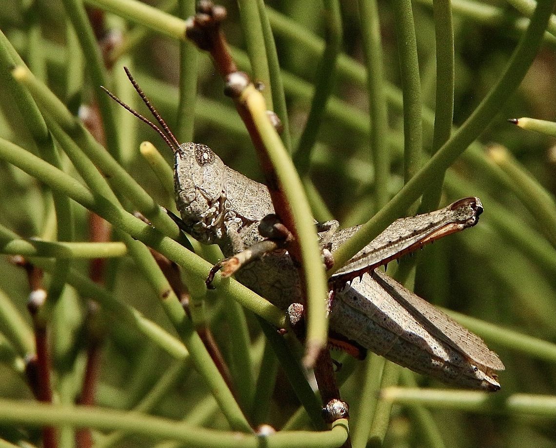 Short horned grasshopper : Family - Acrididae  .  Australia,Eamw Grasshoppers,Eamw grasshoppers,Geotagged,Summer