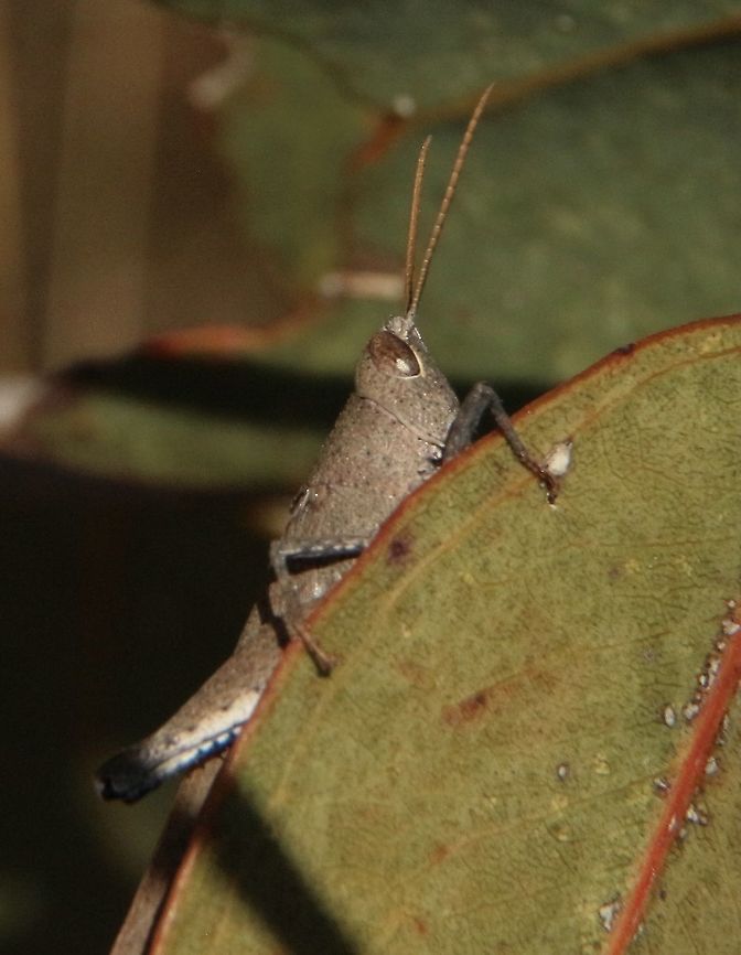 Short horned grasshopper : - Family - Acrididae  Australia,Eamw grasshoppers,Geotagged,Summer
