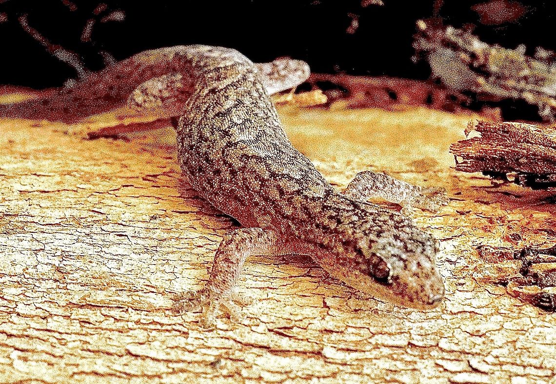 Marbled gecko - Christinus marmoratus  Australia,Christinus marmoratus,Eamw geckos,Geotagged,Summer