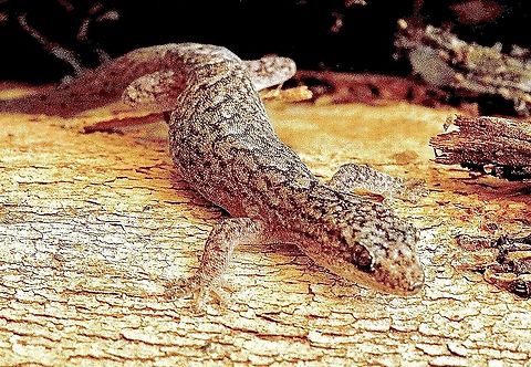 Marbled gecko - Christinus marmoratus  Australia,Christinus marmoratus,Eamw geckos,Geotagged,Summer