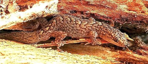 Marbled gecko - Christinus marmoratus This gecko is very common and found in many different habitats  Australia,Christinus marmoratus,Eamw geckos,Geotagged,Summer
