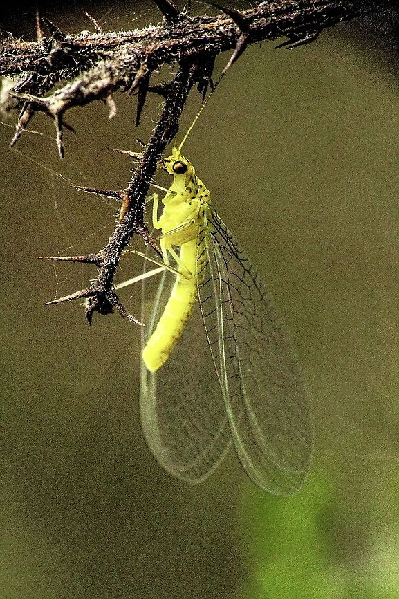 Dictyochrysa peterseni  Australia,Chrysopidae,Dictyochrysa,Dictyochrysa peterseni,Eamw lacewings,Fall,Geotagged,Neuroptera,Nothochrysinae