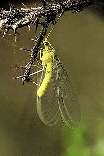 Dictyochrysa peterseni  Australia,Chrysopidae,Dictyochrysa,Dictyochrysa peterseni,Eamw lacewings,Fall,Geotagged,Neuroptera,Nothochrysinae