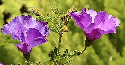Lilac Hibiscus - Alyogyne huegelii  Alyogyne huegelii,Australia,Eamw flora,Geotagged,Lilac Hibiscus,Summer