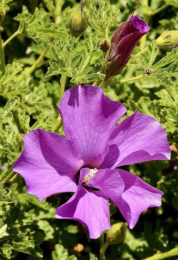 LilacHibiscus - Alyogyne huegelii Very much used as an ornamental plant . The natural distribution is mostly around the Yorke peninsula SA. Alyogyne huegelii,Australia,Eamw flora,Geotagged,Lilac Hibiscus,Summer