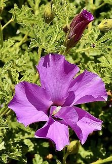 LilacHibiscus - Alyogyne huegelii Very much used as an ornamental plant . The natural distribution is mostly around the Yorke peninsula SA. Alyogyne huegelii,Australia,Eamw flora,Geotagged,Lilac Hibiscus,Summer