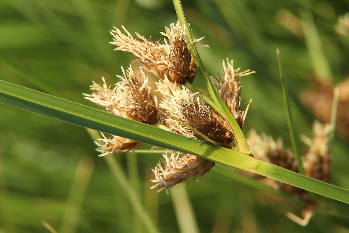 Marsh club rush -  Bolboschoenus caldwellii plantselector.botanicgardens.sa.gov.au/Plants/Details/378<br />
Bolboschoenus caldwellii. Marsh Club-rush. Notes. Uses: A perennial native rush with creeping rhizomes as a bank stabilizer for river banks and estuarine areas of high salinity. Cultural use: Indigenous peoples roasted and ground the roots for food. This plant is indigenous to the following botanical regions of South Australia.:LE: Lake Eyre :GT: Gairdner-Torrens :FR: Flinders Rangers :EP ... Australia,Bolboschoenus caldwellii,Eamw flora,Geotagged,Summer