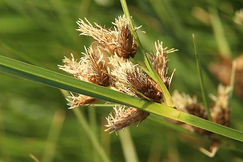 Marsh club rush -  Bolboschoenus caldwellii plantselector.botanicgardens.sa.gov.au/Plants/Details/378
Bolboschoenus caldwellii. Marsh Club-rush. Notes. Uses: A perennial native rush with creeping rhizomes as a bank stabilizer for river banks and estuarine areas of high salinity. Cultural use: Indigenous peoples roasted and ground the roots for food. This plant is indigenous to the following botanical regions of South Australia.:LE: Lake Eyre :GT: Gairdner-Torrens :FR: Flinders Rangers :EP ... Australia,Bolboschoenus caldwellii,Eamw flora,Geotagged,Summer