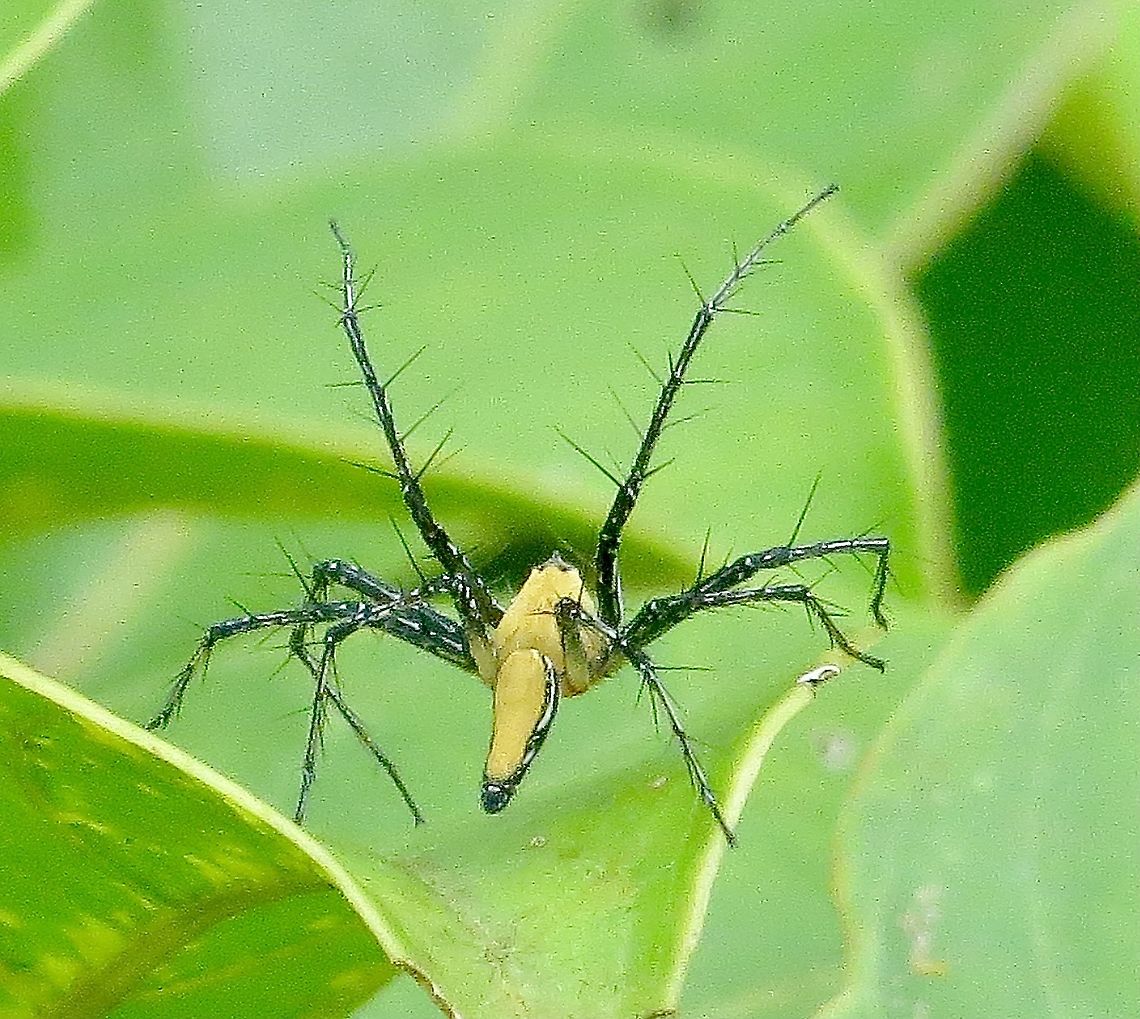 Unidenrified Lynx Spieler in Family : Oxyopldae  Eamw spiders,Geotagged,Summer,Vietnam