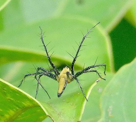 Unidenrified Lynx Spieler in Family : Oxyopldae  Eamw spiders,Geotagged,Summer,Vietnam