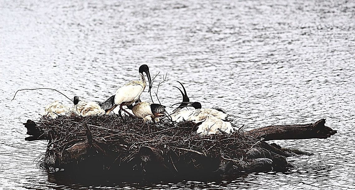 Australian White Ibis - Threskiornis molucca Part of a larger breeding colony. ( Photo taken September 2016 Australia,Australian White Ibis,Eamw birds,Geotagged,Threskiornis molucca
