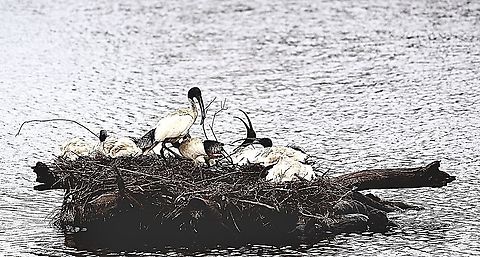 Australian White Ibis - Threskiornis molucca Part of a larger breeding colony. ( Photo taken September 2016 Australia,Australian White Ibis,Eamw birds,Geotagged,Threskiornis molucca