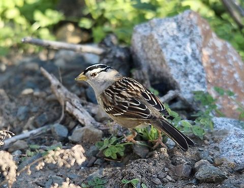 White-crowned Sparrow - Zonotrichia leucophrys  Eamw birds,Fall,Geotagged,United States,White-crowned Sparrow,Zonotrichia leucophrys