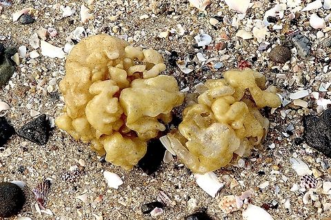 Unidentified- found washed up on the beach  Australia,Eamw marine flora,Geotagged,Summer
