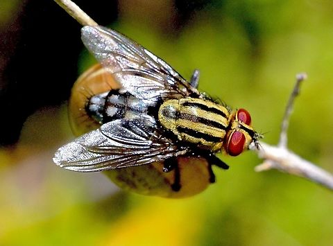 Flesh fly - Sarcophaga africa I observed it sitting on a snail ,making me think at first that it was a Snail parasitising fly. Australia,Eamw flies,Geotagged,Sarcophaga africa,Spring