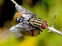 Flesh fly - Sarcophaga africa I observed it sitting on a snail ,making me think at first that it was a Snail parasitising fly. Australia,Eamw flies,Geotagged,Sarcophaga africa,Spring