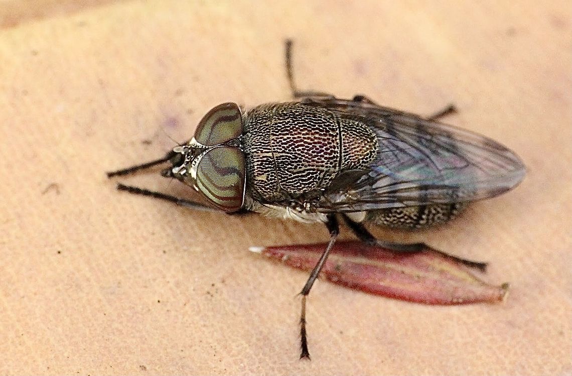 Rhiniid Fly - Stomorhina discolor  Australia,Eamw flies,Geotagged,Stomorhina discolor,Summer