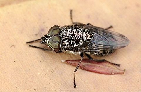 Rhiniid Fly - Stomorhina discolor  Australia,Eamw flies,Geotagged,Stomorhina discolor,Summer