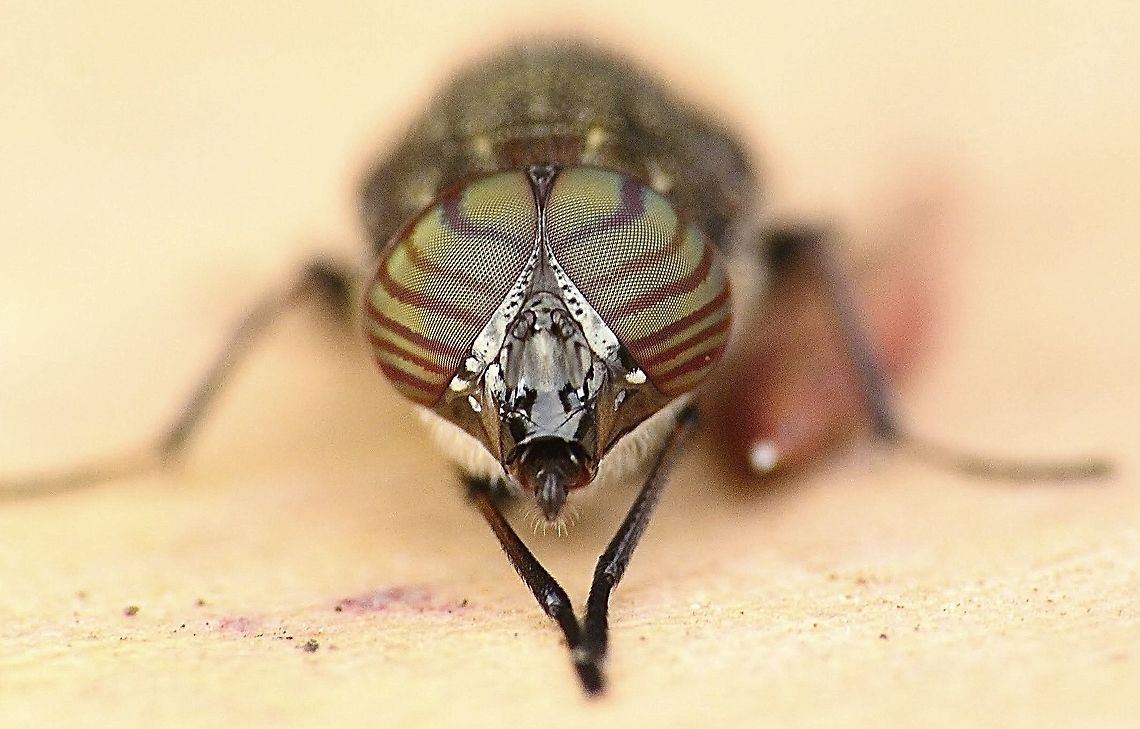 Rhiniid Fly - Stomorhina discolor Details of the eyes of this unusual fly. Australia,Eamw flies,Geotagged,Stomorhina discolor,Summer