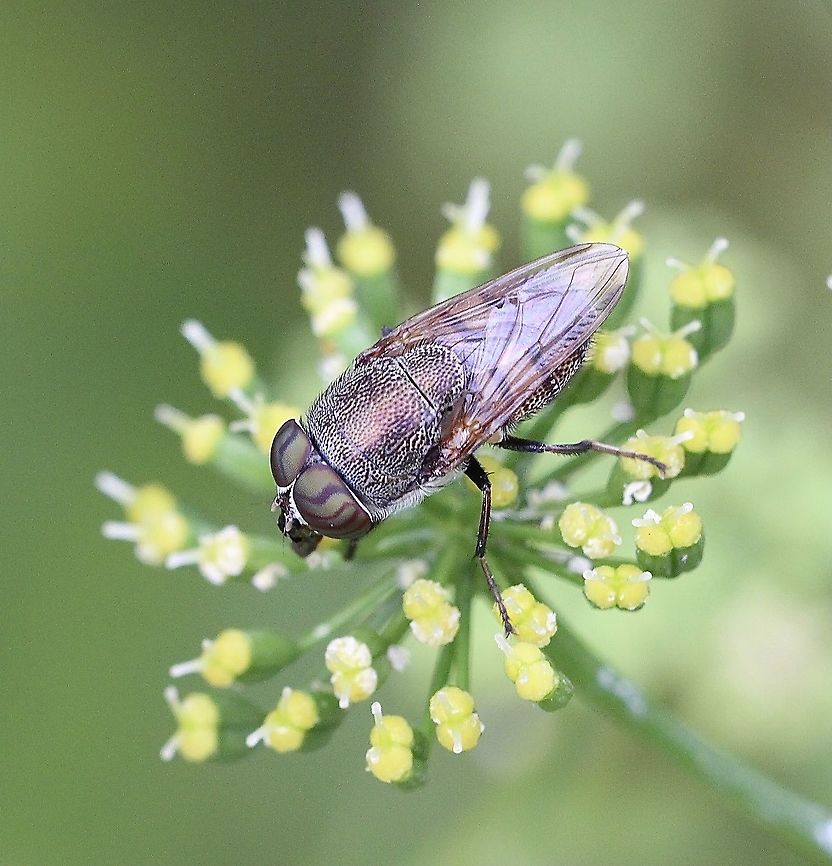 Rhiniid Fly - Stomorhina discolor  Australia,Eamw flies,Geotagged,Spring,Stomorhina discolor