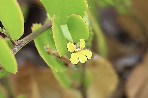 Sticky Goodenia - Goodenia varia Australia,Eamw flora,Geotagged,Goodenia varia,Sticky Goodenia,Summer