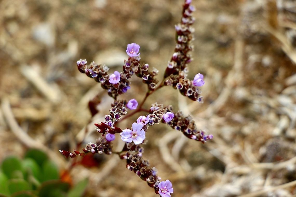 Limonium companyonis  Australia,Eamw flora,Geotagged,Limonium companyonis,Summer