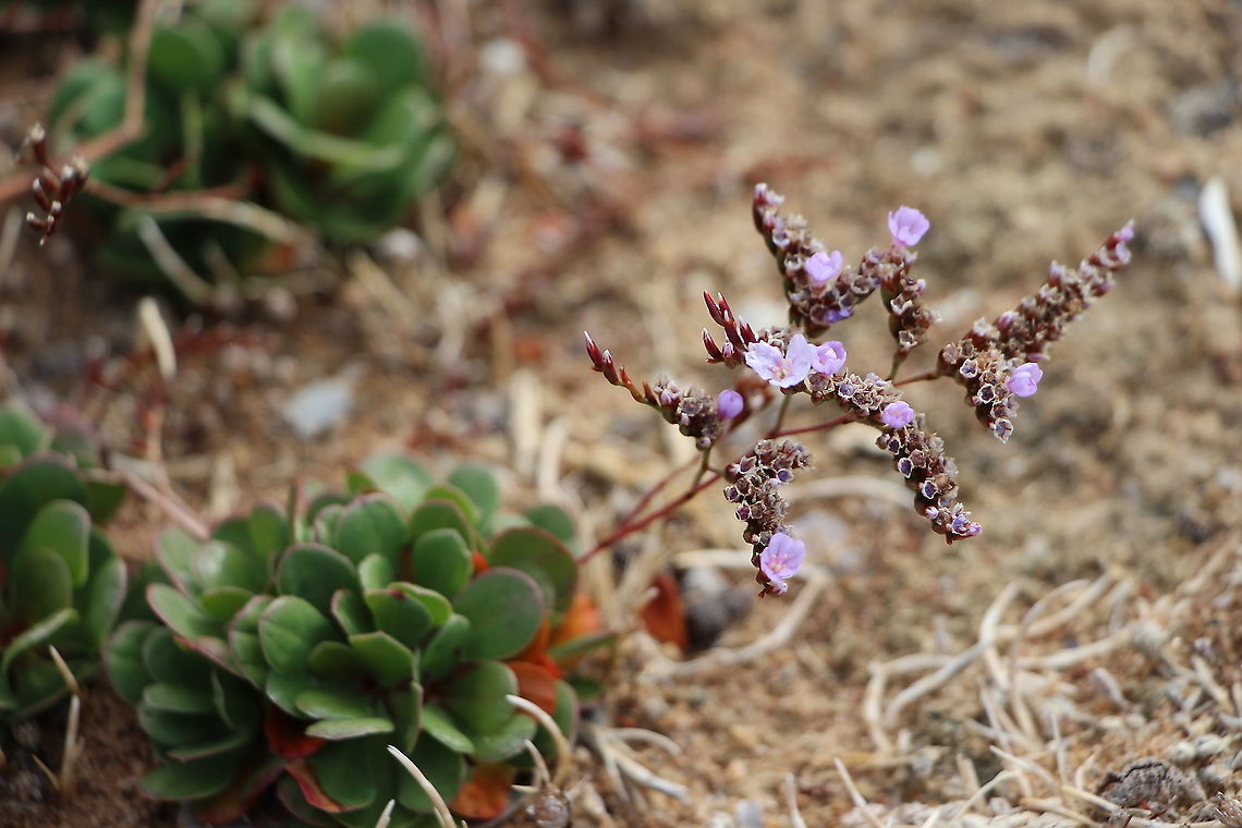 Limonium companyonis  Australia,Eamw flora,Geotagged,Limonium companyonis,Summer