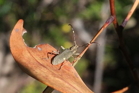 Pempsamacra Pygmaea  Australia,Eamw beetles,Geotagged,Pempsamacra pygmaea,Spring,eamw Long Horn beetle