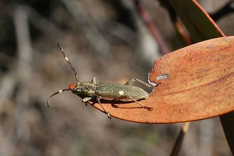 Pempsamacra Pygmäe  Australia,Eamw beetles,Geotagged,Pempsamacra pygmaea,Spring