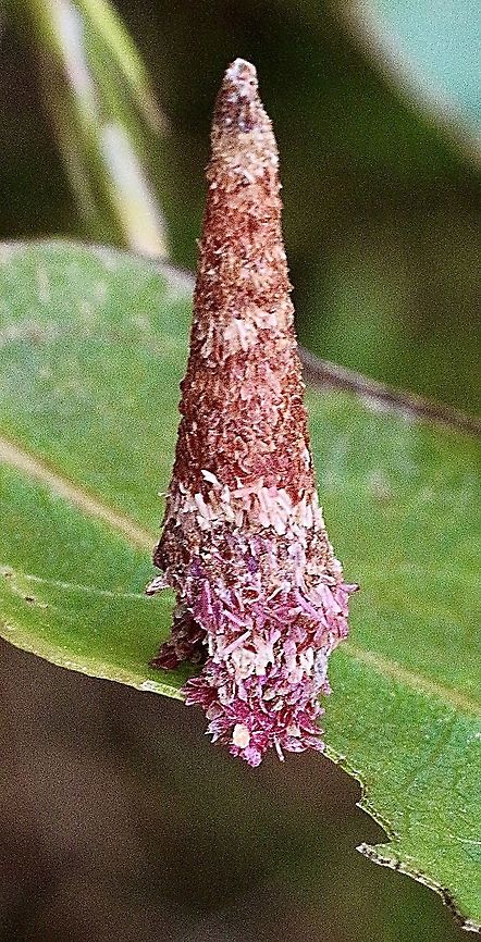 Cone case moth - Lepiodoscia sp. It collected lots of different flower petals and bark segments from mostlikely Leptospermum plant species. Australia,Case moth,Eamw case moth,Eamw moth,Geotagged,Lepiodoscia,Spring