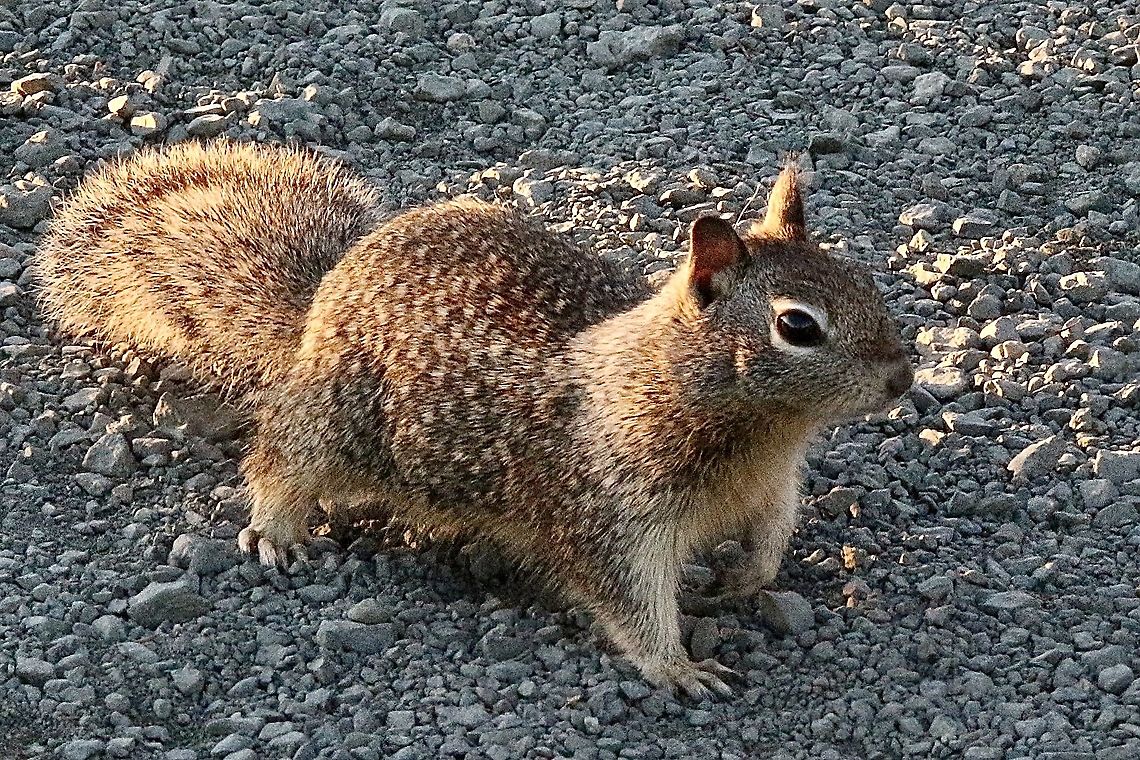 Western Gray Squirrel - Sciurus griseus Right along the cost . Alwise interested in tourists hoping to get some nuts , i guess. Eamw mammals,Fall,Geotagged,Sciurus griseus,United States,Western Gray Squirrel