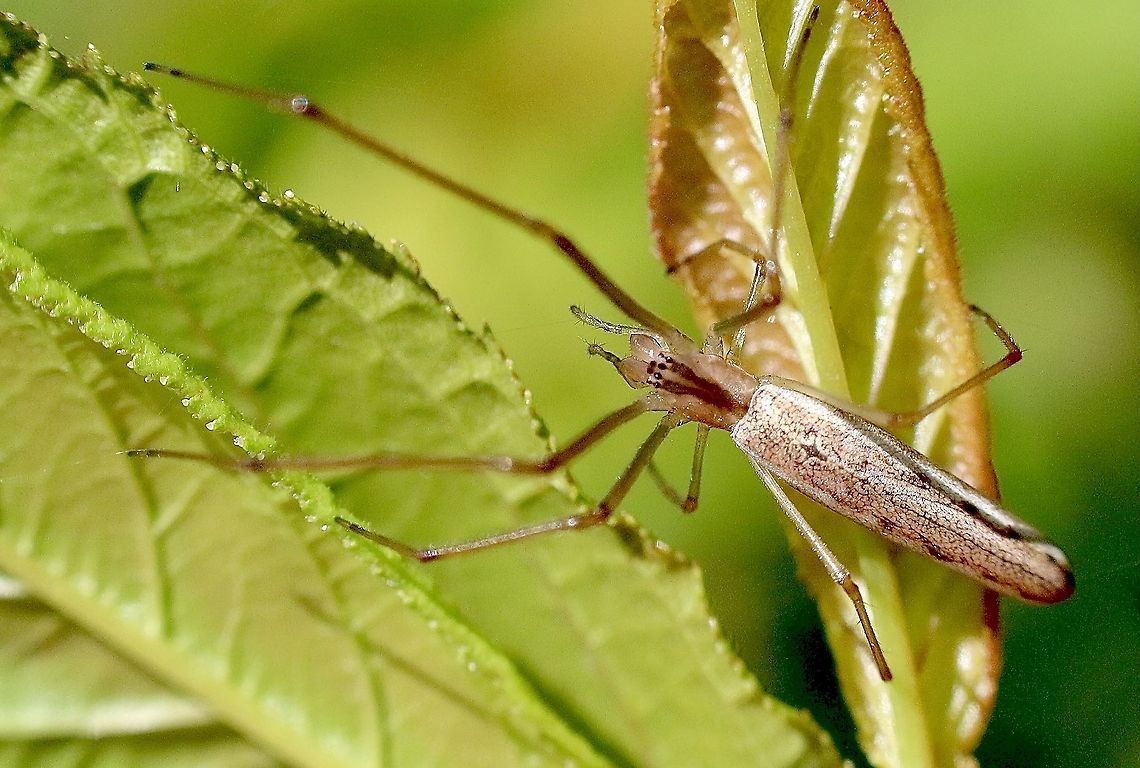 Long - jawed spider genus - Tetragnatha Female of the species approx body length 15 mm. Australia,Eamw spiders,Geotagged,Spring