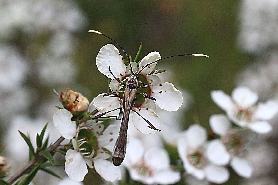 Longicorn beetle - Enchoptera apicalis Feeding on Leptospermum flowers.  Australia,Eamw beetles,Enchoptera apicalis,Geotagged,Langwarrin Reserve,Spring,eamw Long Horn beetle