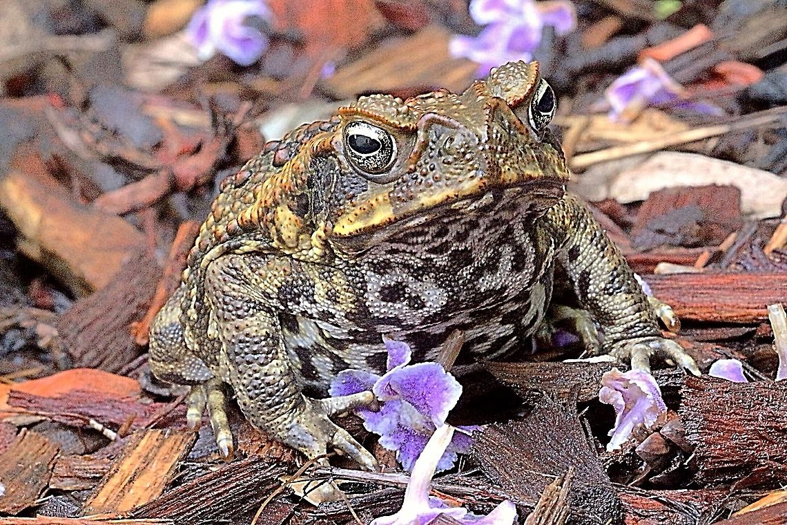 Cane toad - Rhinella marina A introduced and serious pest in Australia Australia,Cane toad,Eamw frogs,Geotagged,Rhinella marina