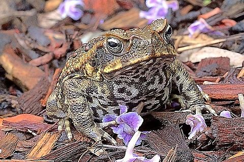 Cane toad - Rhinella marina A introduced and serious pest in Australia Australia,Cane toad,Eamw frogs,Geotagged,Rhinella marina