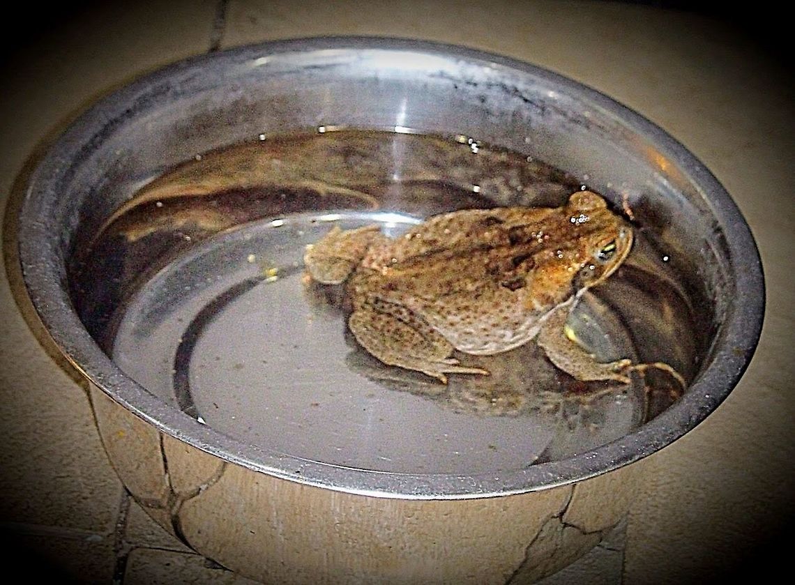 Cane toad - Rhinella marina This one took up residence in the dogs drinking bowl. Every evening the water needed to be changed as there is a risk of deadly poisoning of the dog, by eating the toad.Also might get very ill drinking the water.<br />
The toads are spreading rapidly and are enormously damaging to many native Australian species wo will eat the toads due to poisening Australia,Cane toad,Eamw frogs,Geotagged,Rhinella marina
