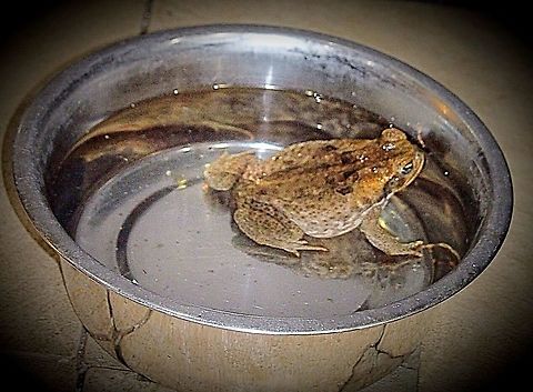 Cane toad - Rhinella marina This one took up residence in the dogs drinking bowl. Every evening the water needed to be changed as there is a risk of deadly poisoning of the dog, by eating the toad.Also might get very ill drinking the water.
The toads are spreading rapidly and are enormously damaging to many native Australian species wo will eat the toads due to poisening Australia,Cane toad,Eamw frogs,Geotagged,Rhinella marina