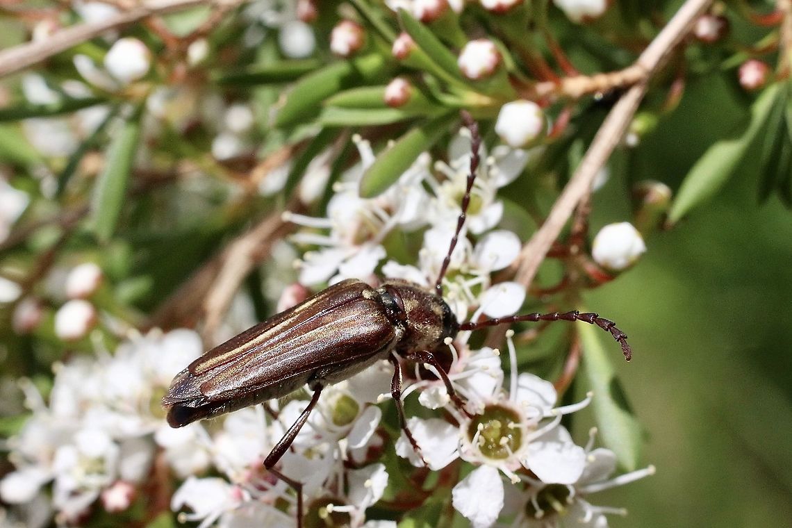 Flower longicorn beetle - Distichocera fuliginosa  Australia,Distichocera fuliginosa,Eamw beetles,Geotagged,Spring,eamw Long Horn beetle
