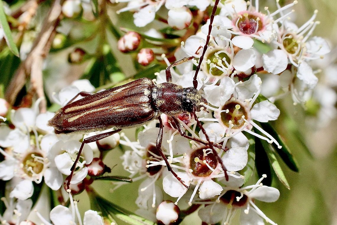 Flower longicorn beetle - Distichocera fuliginosa Feeding on Leptospermum on a hot day. Australia,Distichocera fuliginosa,Eamw beetles,Geotagged,Spring,eamw Long Horn beetle