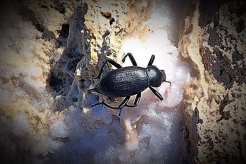 Beetle in Genus Blaps Found trapped by its legs in a dryed up saltlake in York peninsula SA. Australia,Eamw beetles,Geotagged