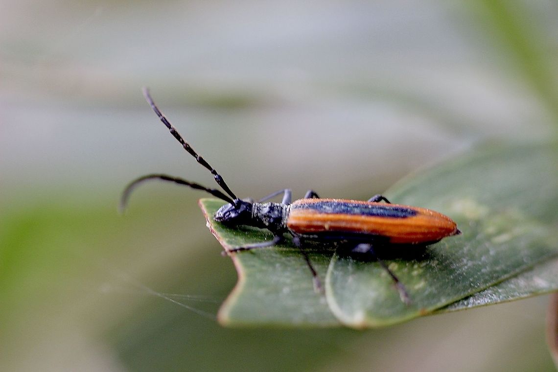 Stenoderus suturalis  Australia,Eamw beetles,Geotagged,Spring,Stenoderus suturalis,Stinking Longicorn