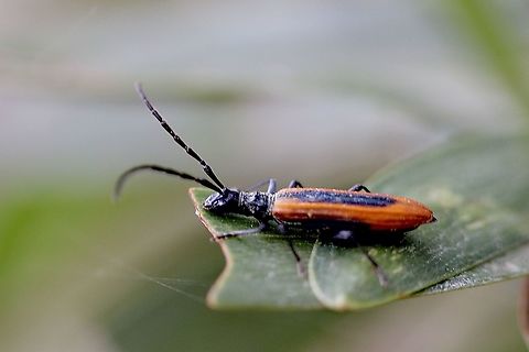 Stenoderus suturalis  Australia,Eamw beetles,Geotagged,Spring,Stenoderus suturalis,Stinking Longicorn