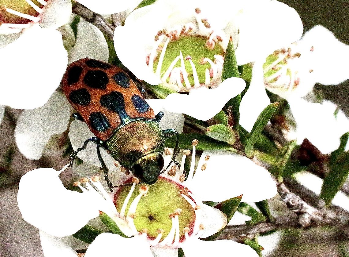 Jewel beetle - Castiarina octomaculata  Australia,Castiarina octomaculata,Eamw beetles,Geotagged,Spring,eamw jewel beetles
