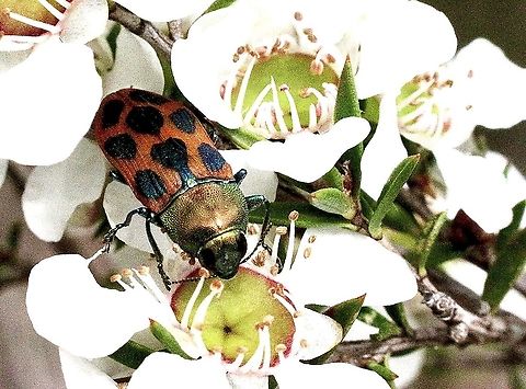 Jewel beetle - Castiarina octomaculata  Australia,Castiarina octomaculata,Eamw beetles,Geotagged,Spring,eamw jewel beetles