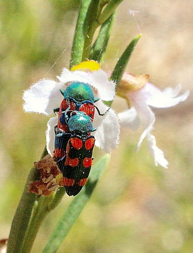 Jewel beetle - Castiarina bicolor So many in genus Castiarina and confusing to identify due to individual variability. Australia,Castiarina bicolor,Eamw beetles,Geotagged,Spring,eamw jewel beetles