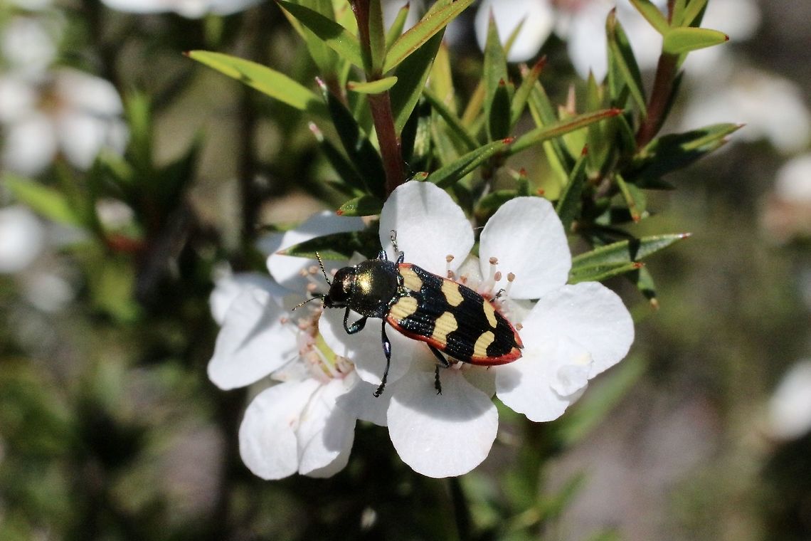 Jewel beetle - Genus : Castiarina  Australia,Eamw beetles,Geotagged,Spring,eamw jewel beetles